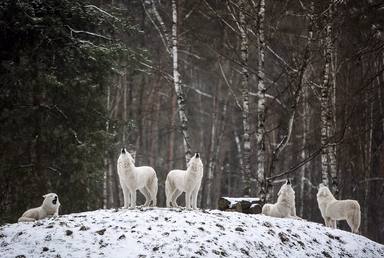 Telavetoinen ajoneuvo arktisessa maisemassa, tukemassa sotilaslogistiikkaa.