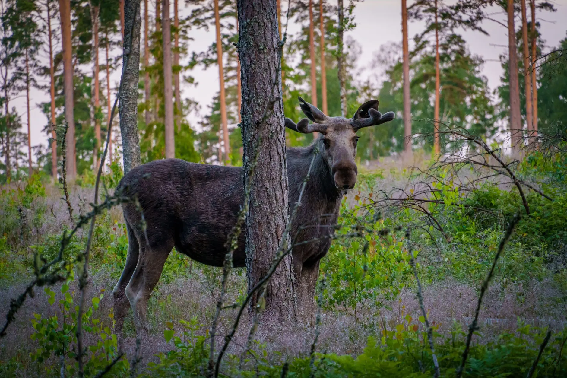 Hirvi metsässä, jossa näkyy sen värimuutoksia.