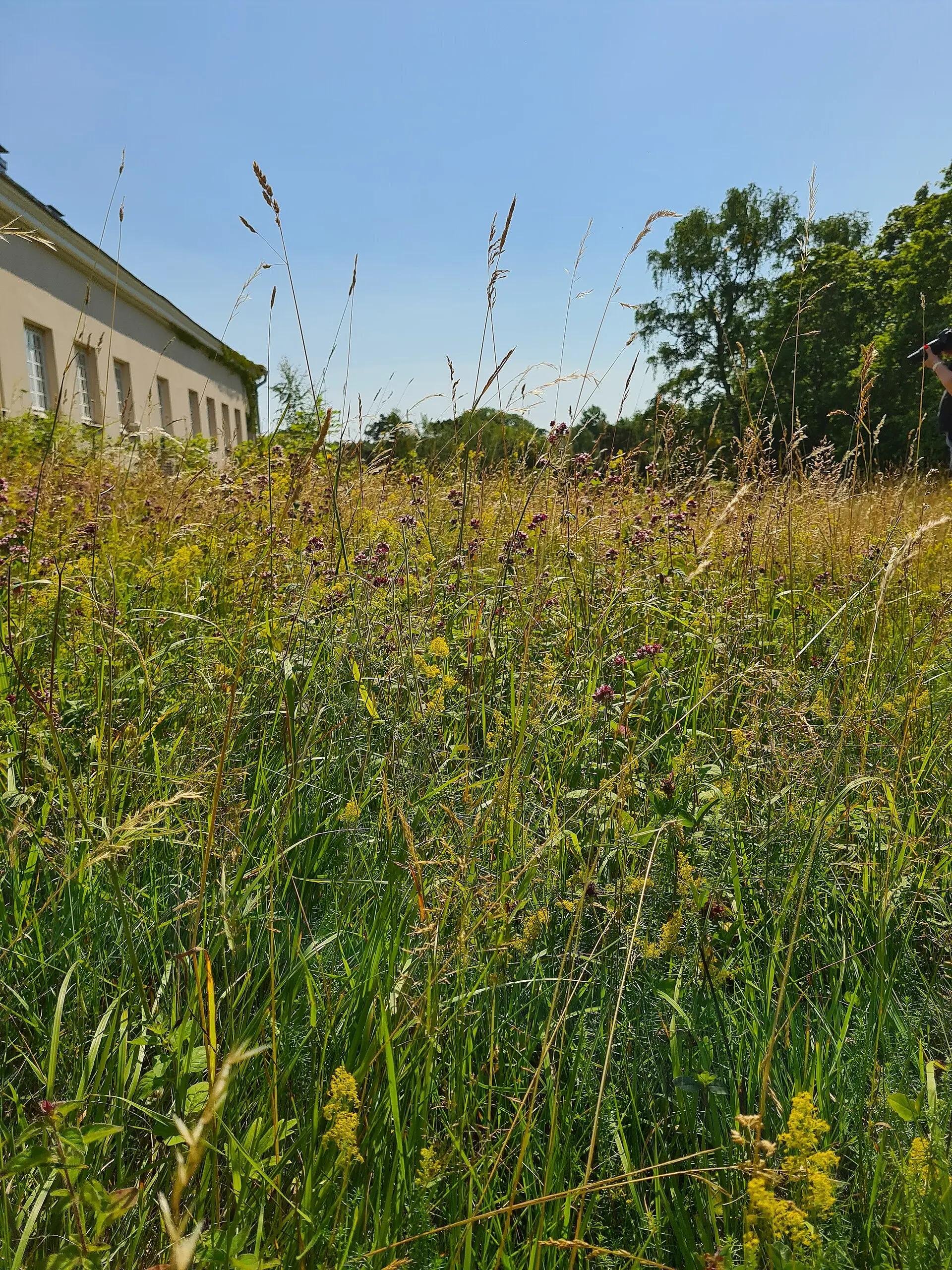 Wildflower meadow
