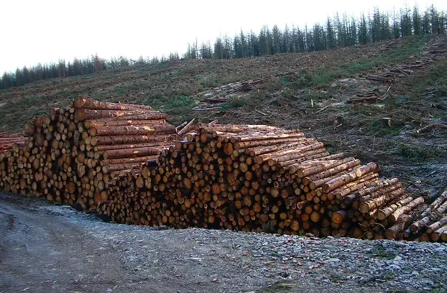 Forest harvest - geograph.org.uk - 294735