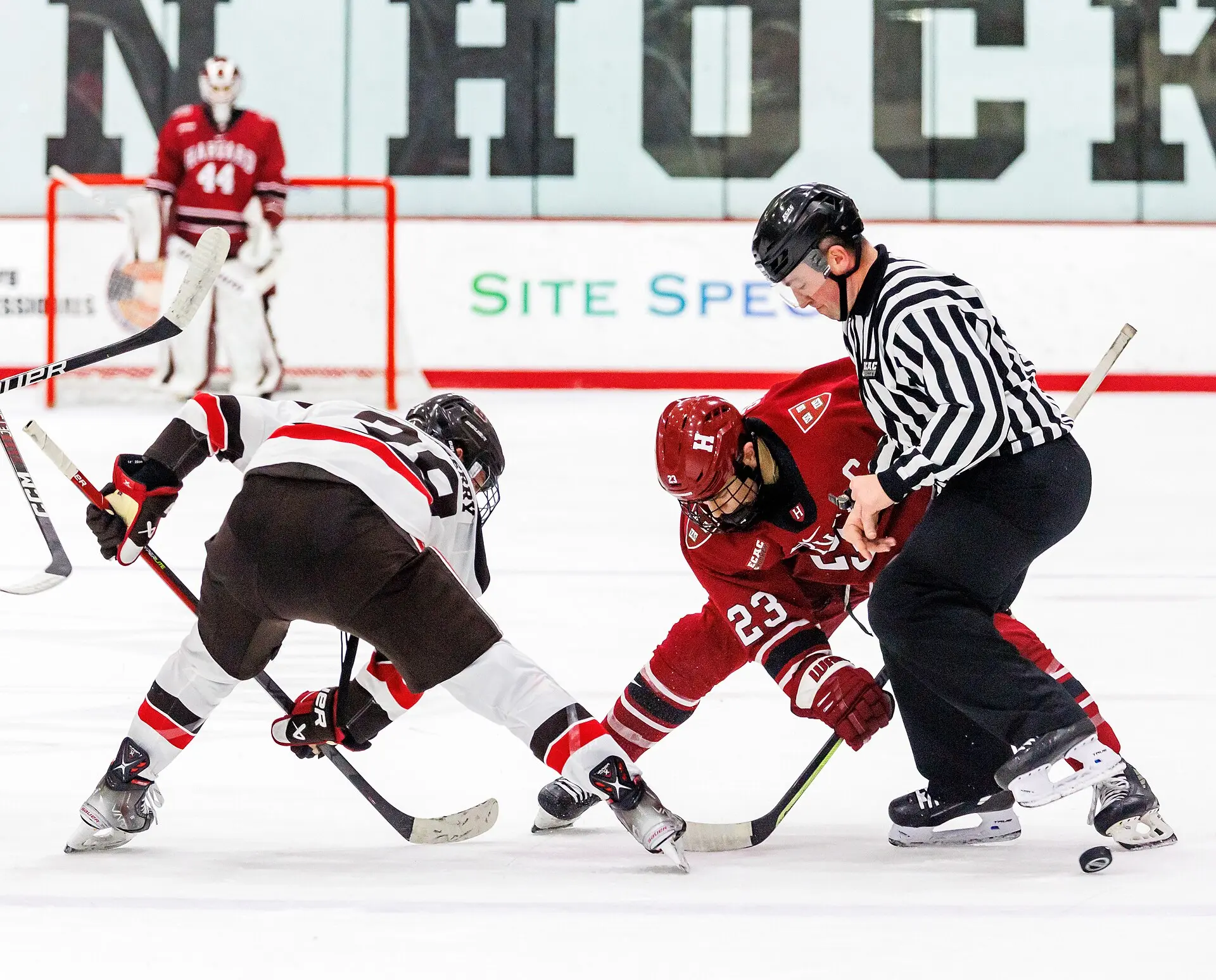 Harvard Crimson face-off against Brown Bears mens ice hockey