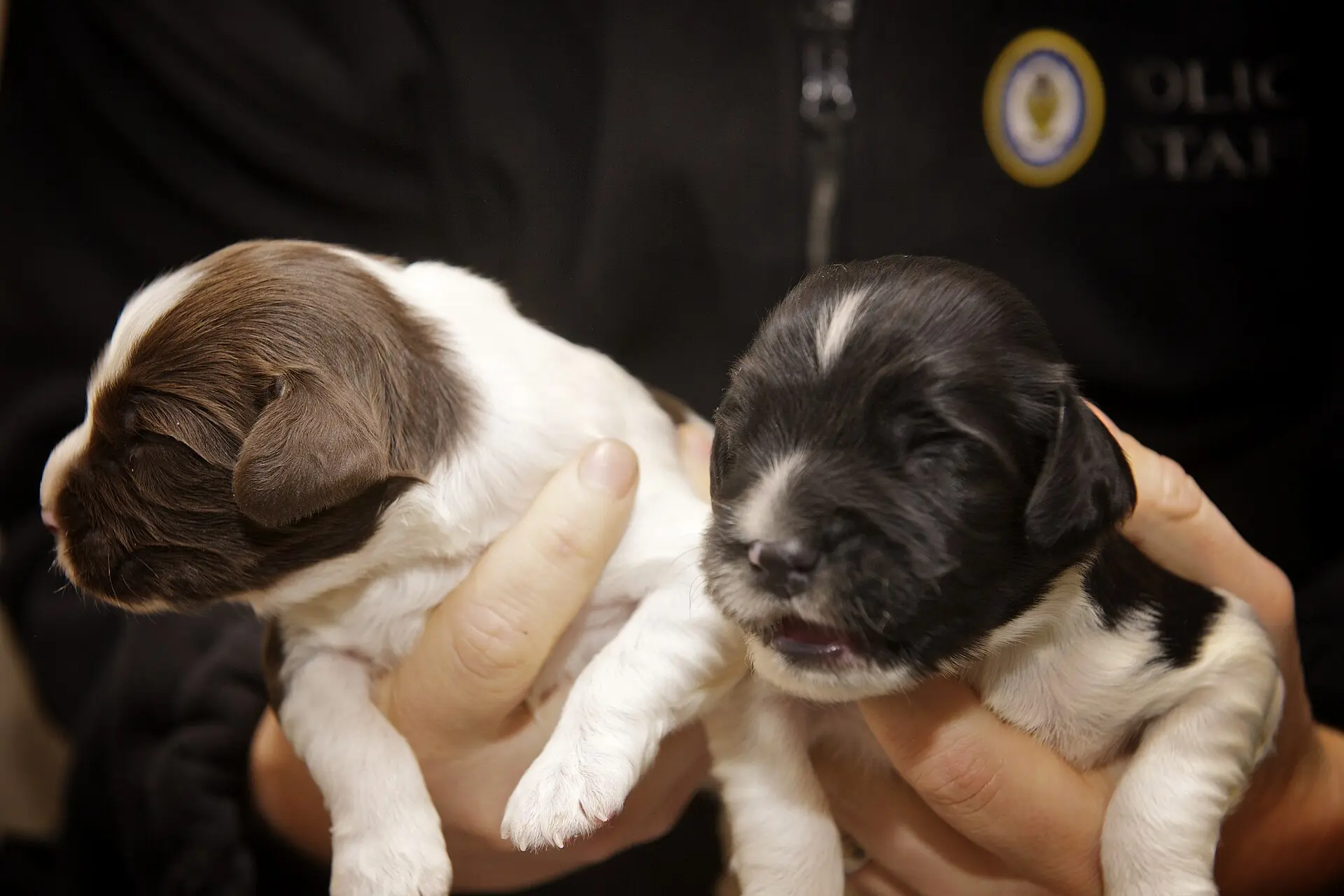 Day 354 - West Midlands Police - Newly born police puppies (8288060774)