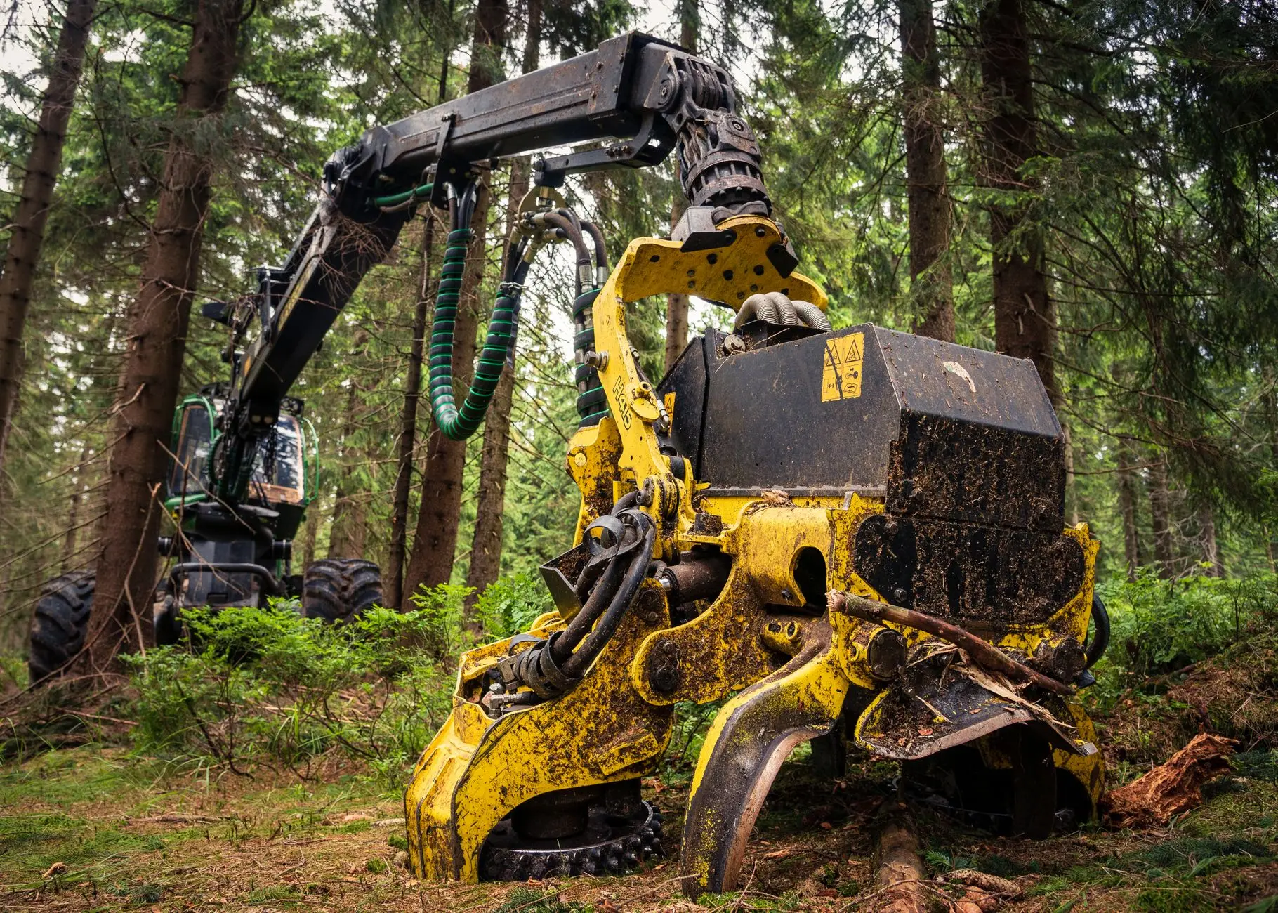 Metsätyöntekijät kaatavat puita metsäkoneilla avaralla metsäalueella.