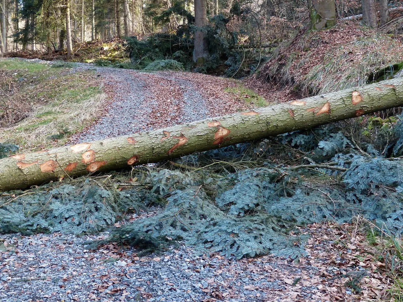 Myrskytuulen aiheuttamaa vahinkoa: kaatuneita puita ja vaurioituneita rakennuksia.
