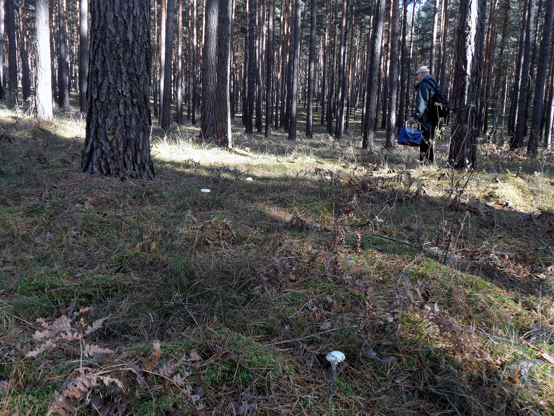 Mushroom collector in a forest, south of Berlin in Brandenburg, 2012-10-21 140012
